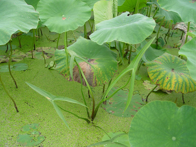 bopul2.jpg